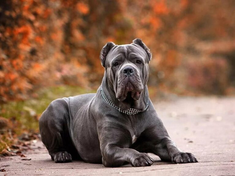 how to fix Cane Corso aggression