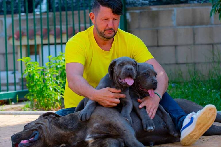 Required Documents for Cane Corso Puppies — And Why Us Nable Cane Corso Is Your Trusted Breeder