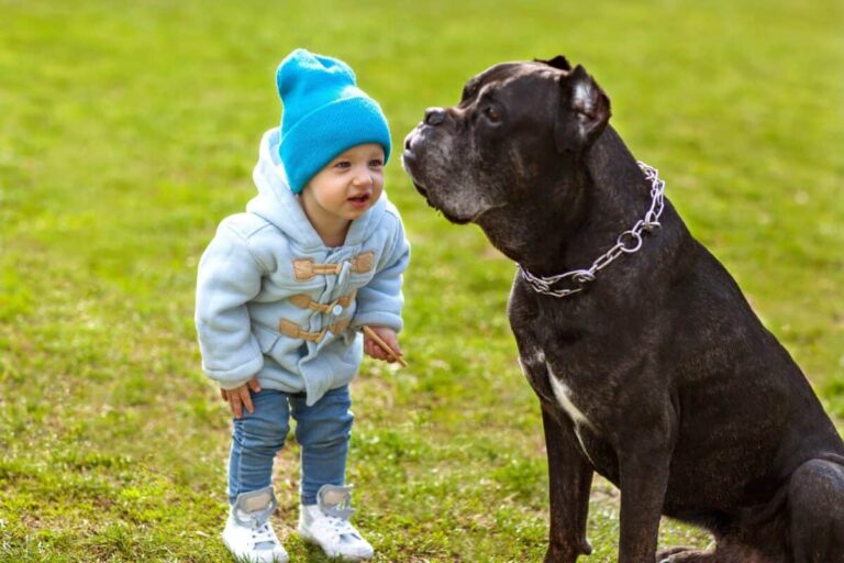 Are Cane Corsos good with children