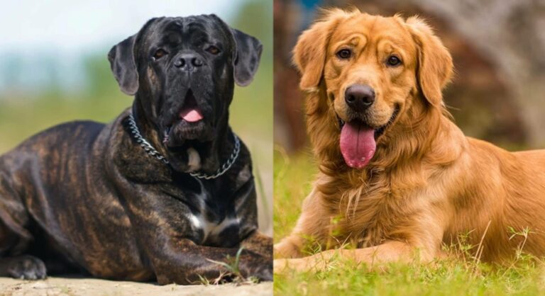 Do Cane Corsos get along with other pets?