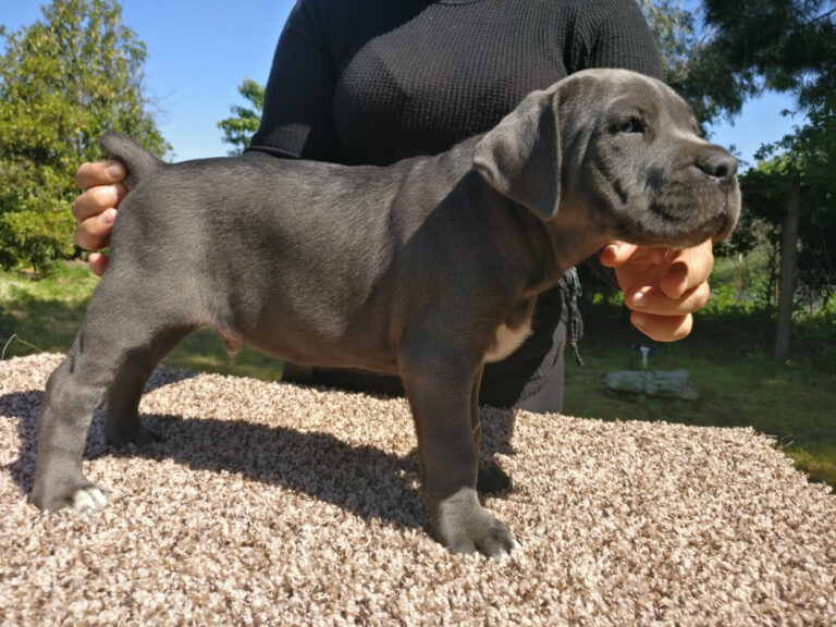 Cane Corso puppy training