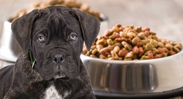 Feeding guide for Cane Corso puppies and adults