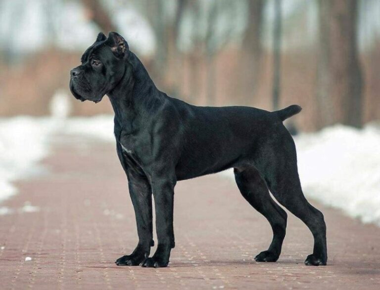 🐾 The Majestic Origins of the Cane Corso: Italy’s Ancient Guardian