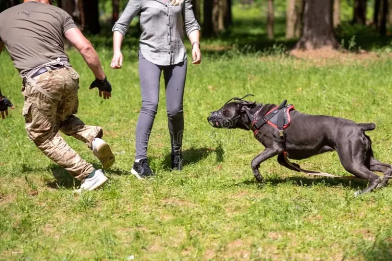 Best commands to teach a Cane Corso