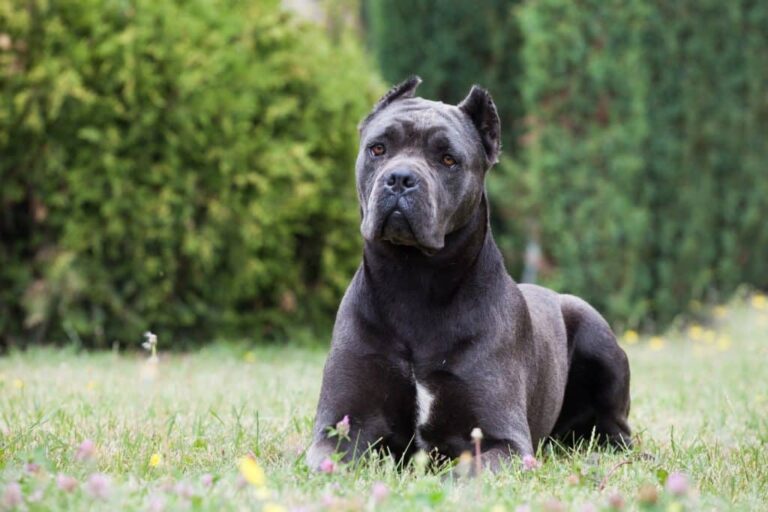 Do Cane Corsos Shed a Lot?