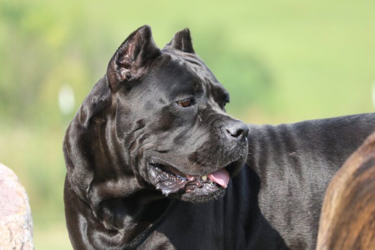 Can Cane Corsos live in apartments