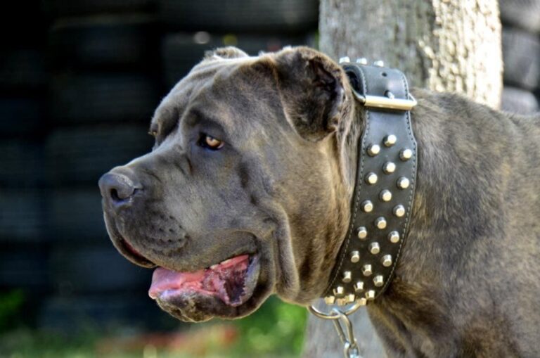 How big do Cane Corsos get?
