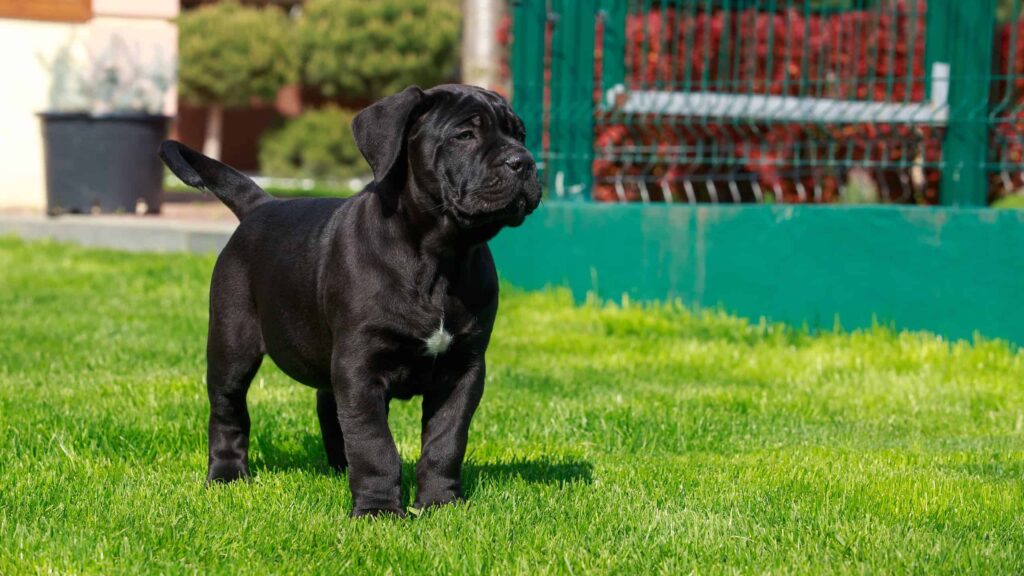 What Is the Average Lifespan of a Cane Corso?
